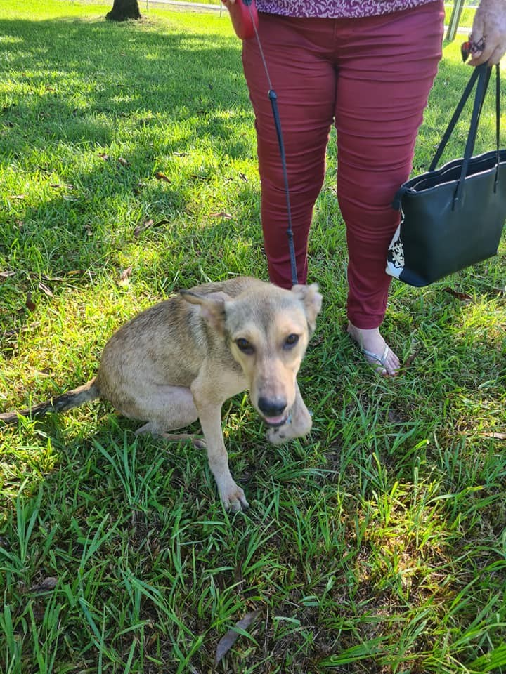 A l'adoption