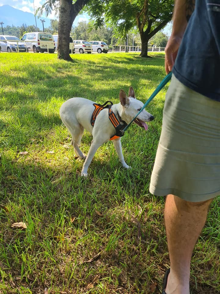 A l'adoption