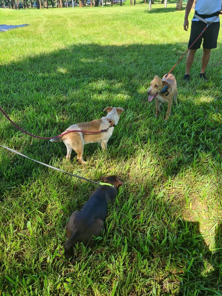 A l'adoption