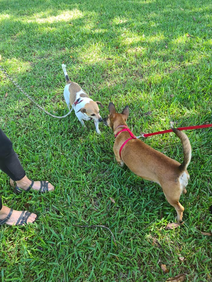 A l'adoption