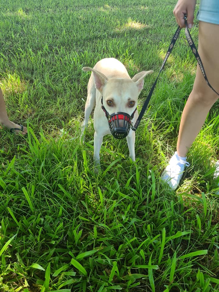 A l'adoption