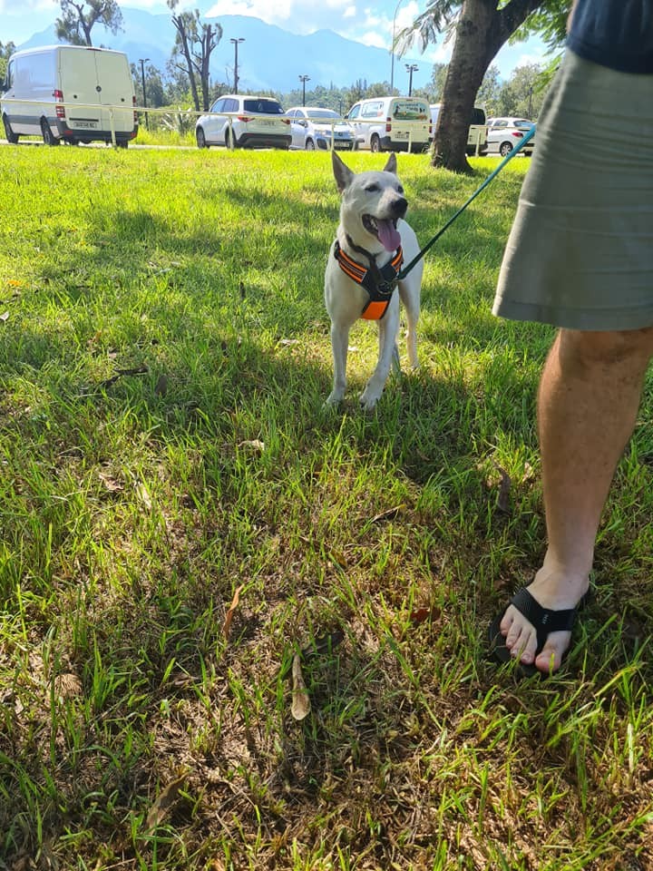 A l'adoption