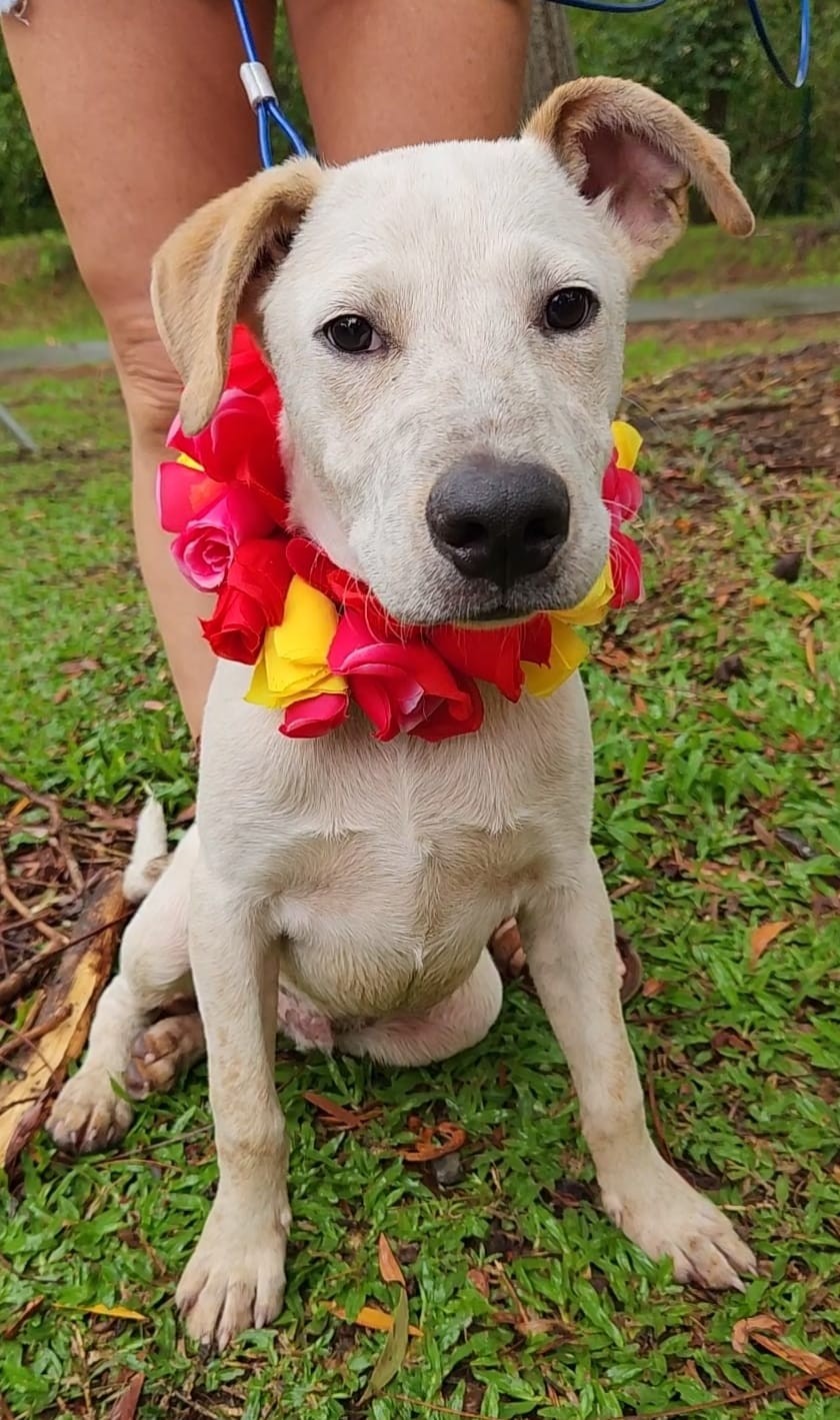A l'adoption