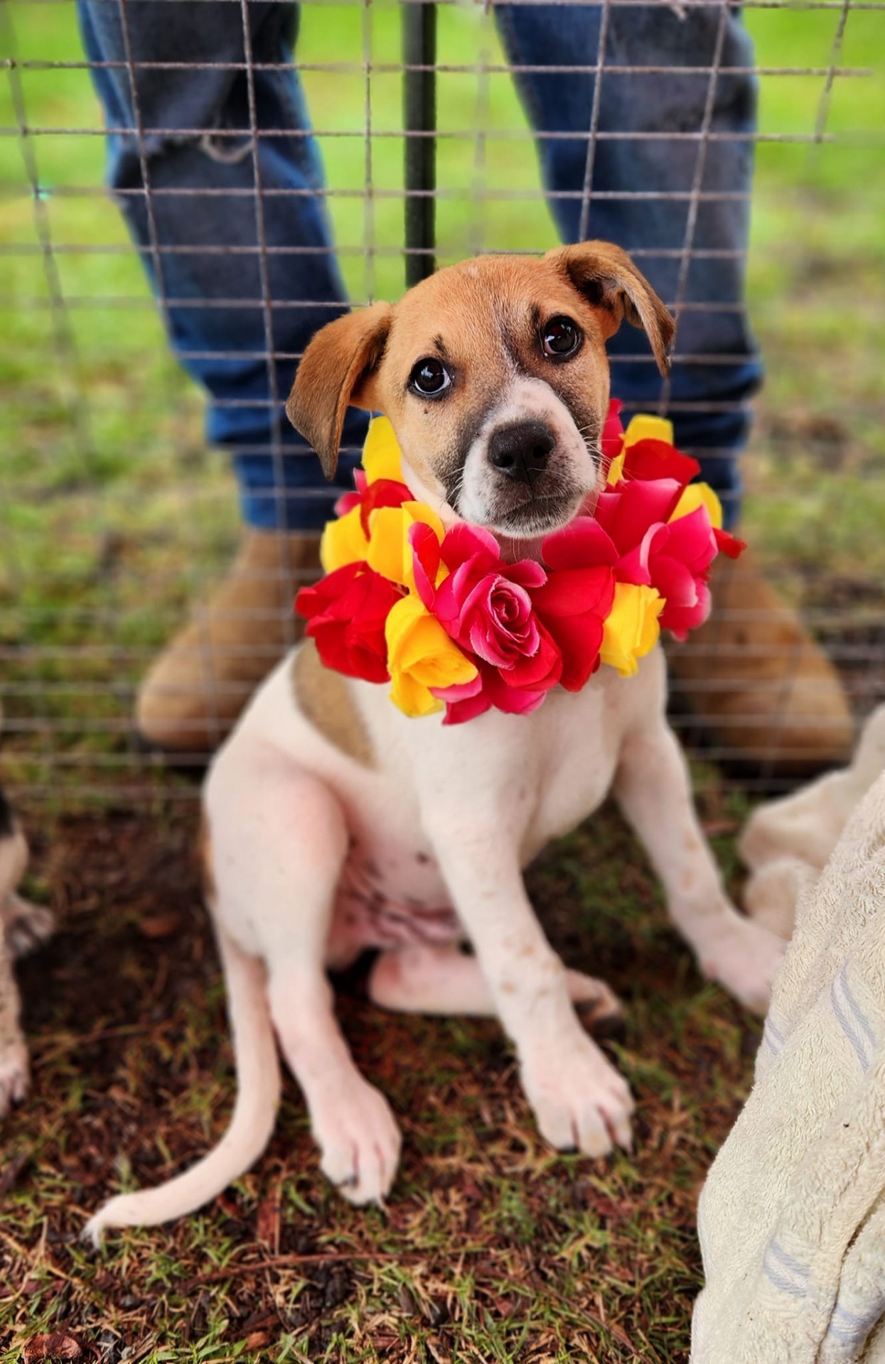 A l'adoption