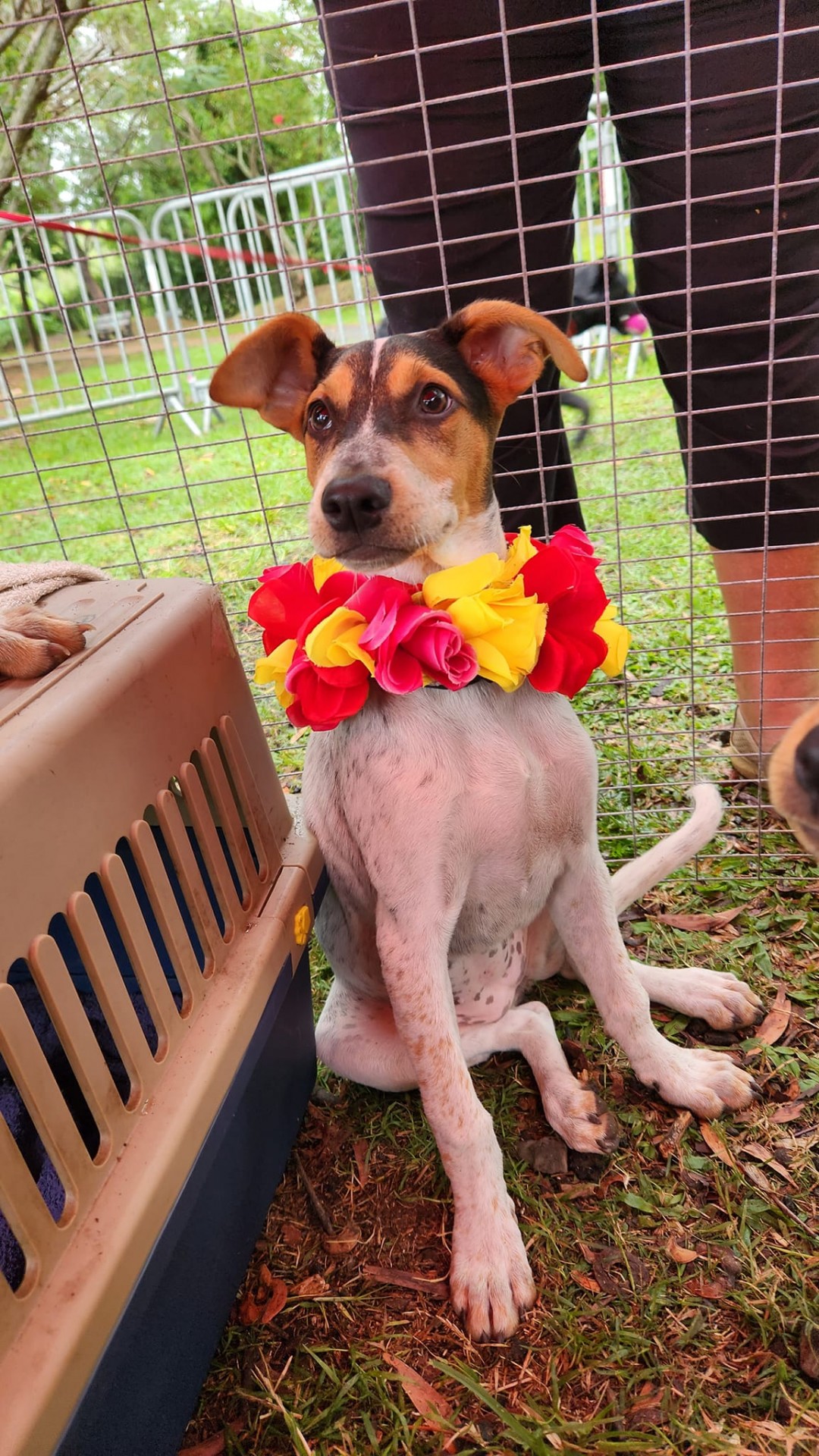 A l'adoption