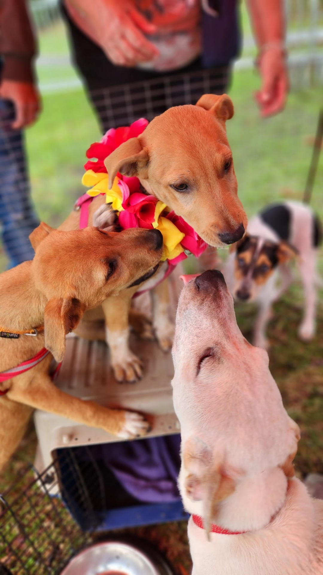 A l'adoption