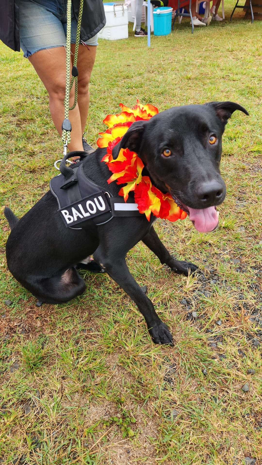 A l'adoption