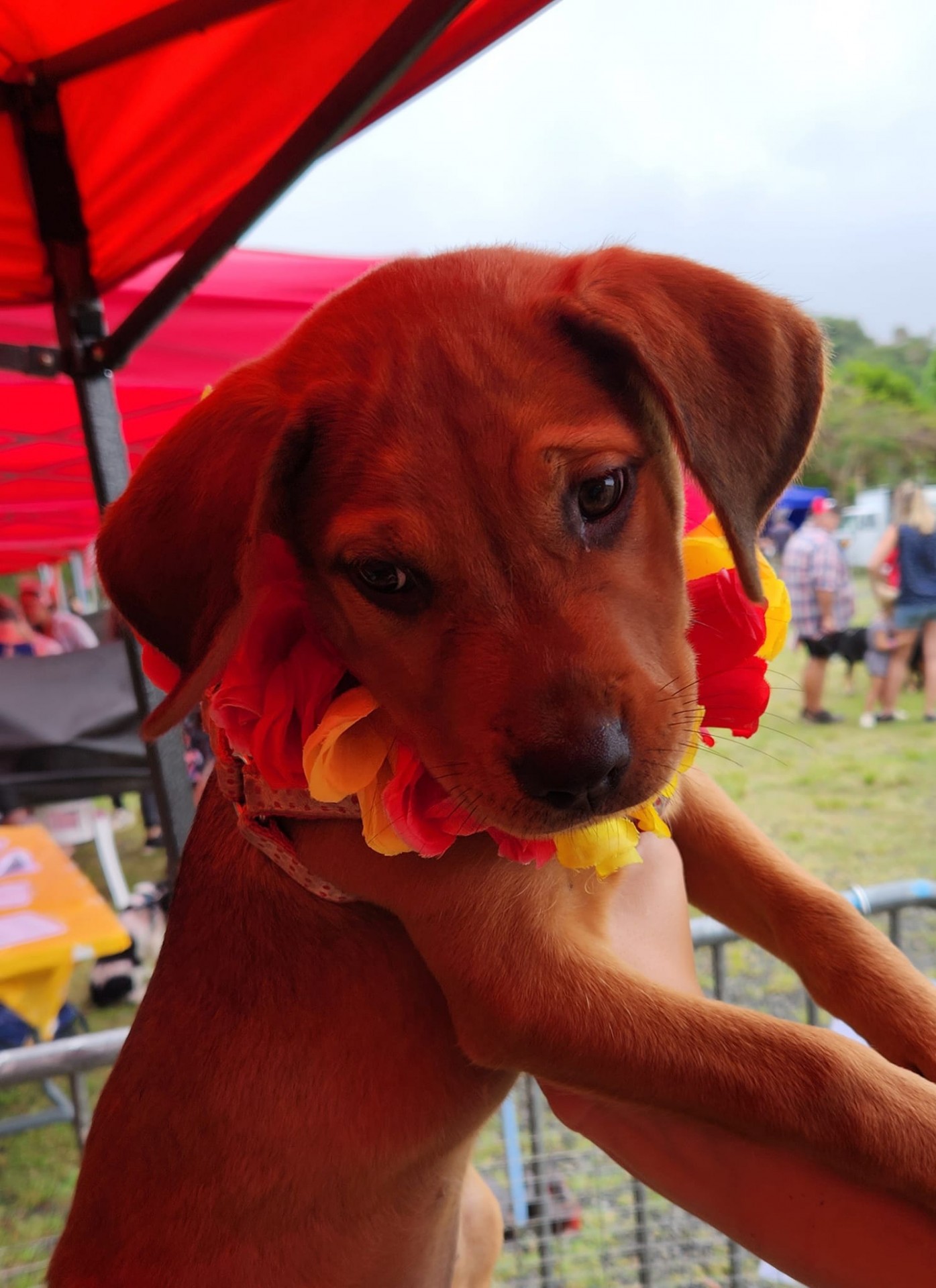 A l'adoption
