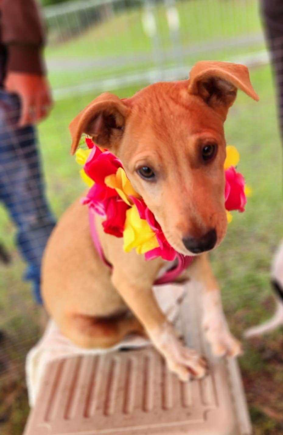 A l'adoption