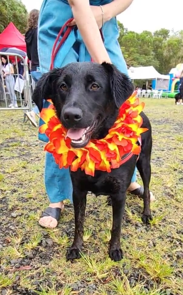 A l'adoption