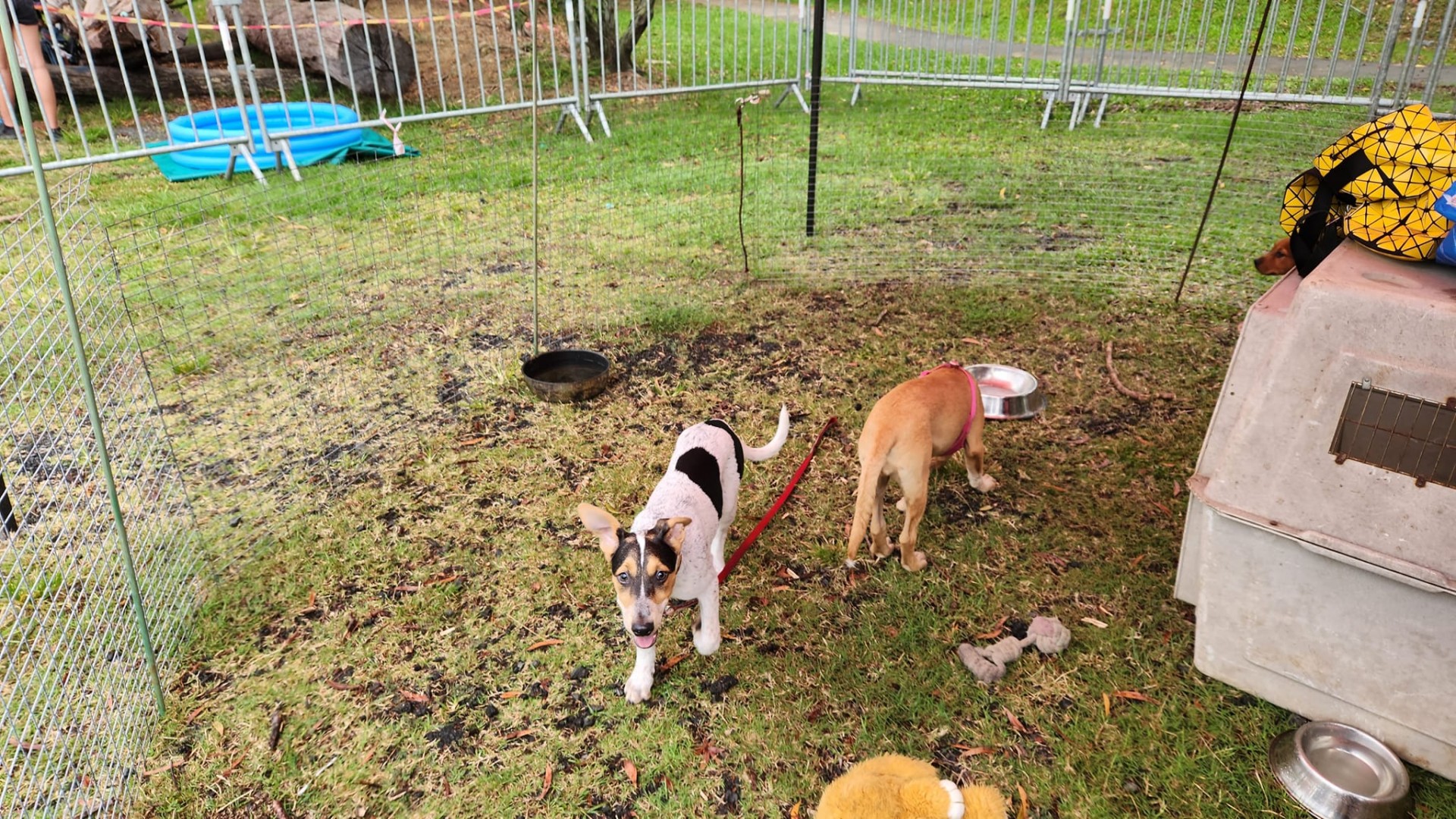 A l'adoption