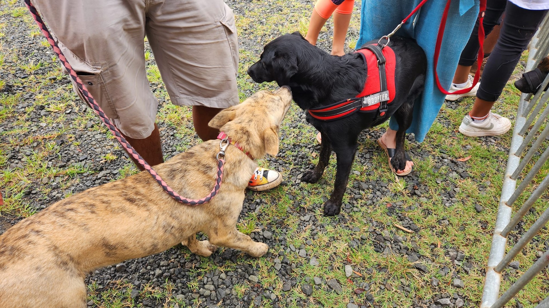 A l'adoption