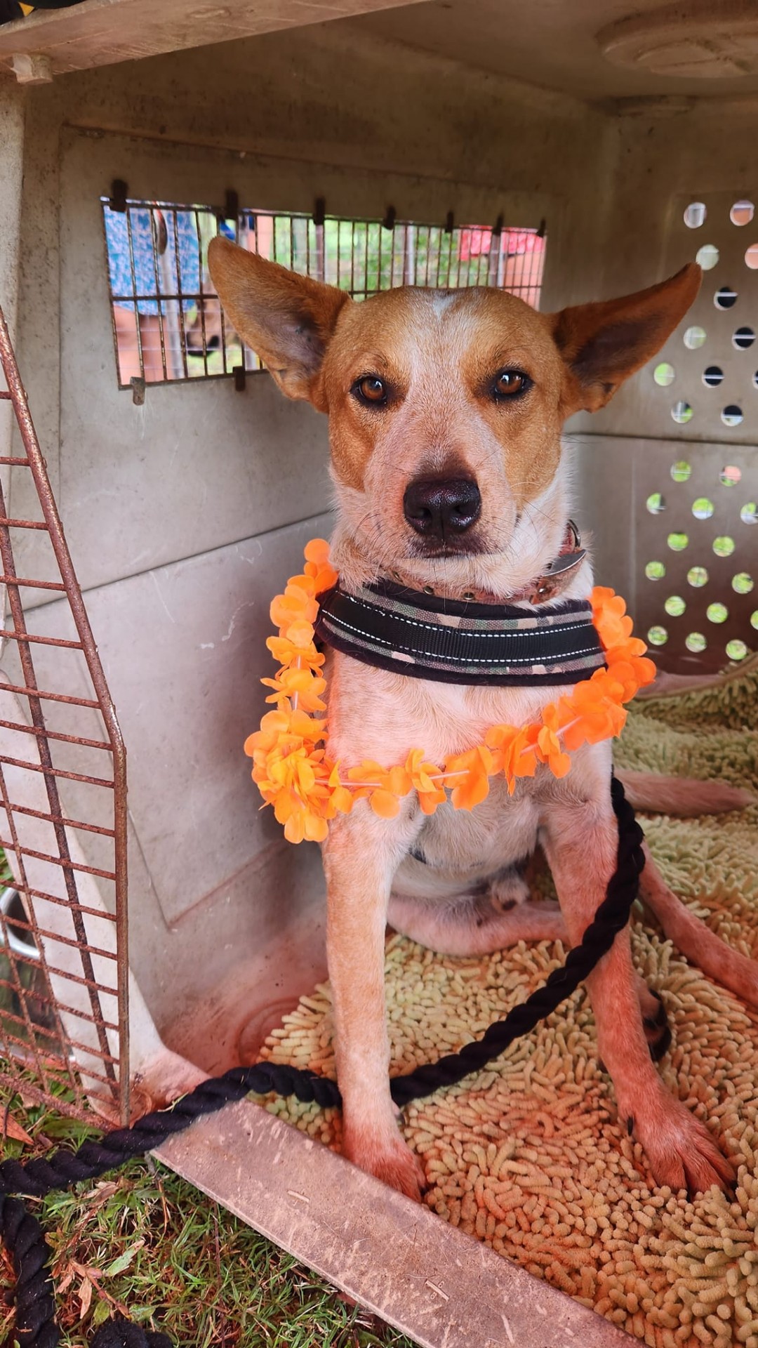 A l'adoption